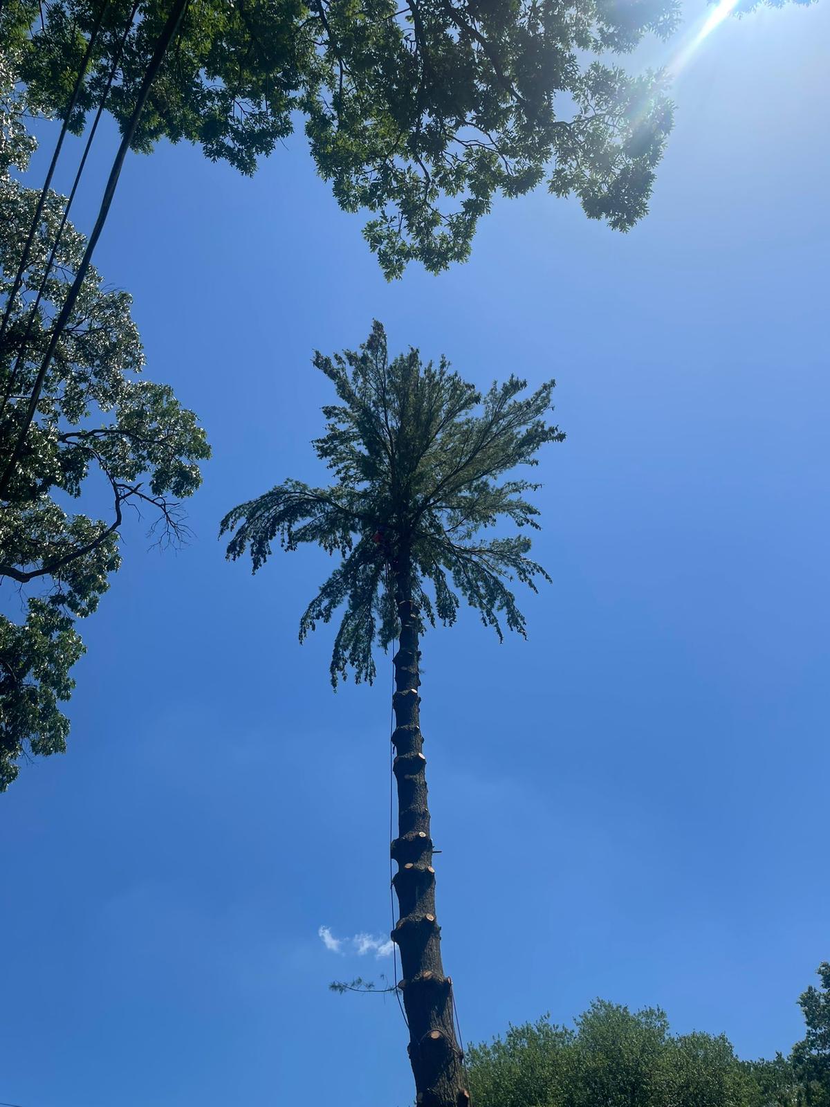 DA Tree Service — Professional tree work